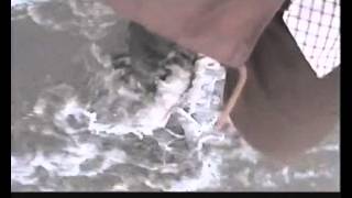 More Yellow Birds (Official Video)