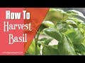 How to Harvest Basil for Continuous Plant Growth