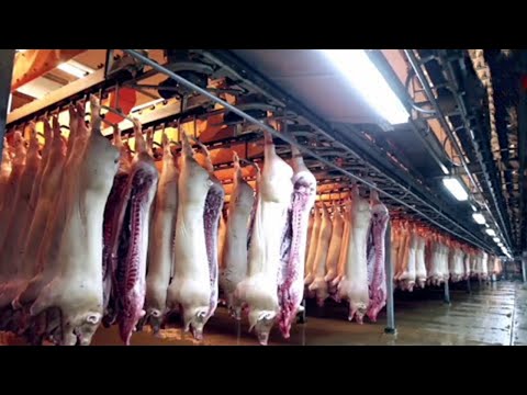 Largest Modern Pig Farm In The World - Million Dollar Pork Processing Technology & Cutting Line