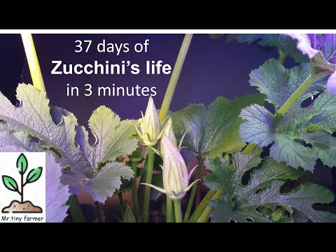Growing Zucchini Time Lapse - Seed To roots and plant in 37 Days-Part 1