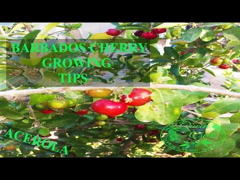 This Fruit Has More Vitamin C Than Oranges | Growing Barbados Cherry - Acerola