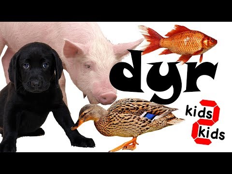 Lær dyrenes navne på dansk med kids 2 kids, learn danish animal names