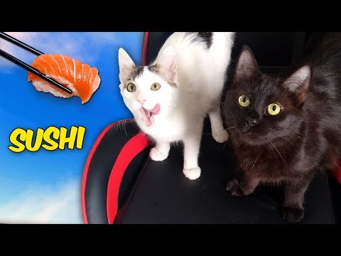 FAZENDO SUSHI PARA MINHAS GATAS