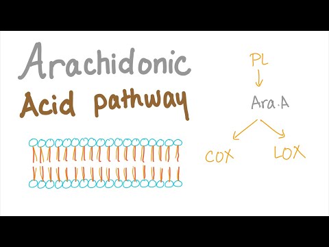 Arachidonsäure-Stoffwechselweg – Die umfassendste Erklärung – COX-1, COX-2, LOX, Prostaglandin, LTNs