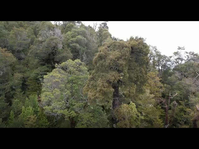 youtube video id=gnzDz2AHZ7w