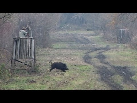 Wild boar hunting - The Best Day - Baranja