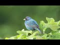 Sonidos Para Atraer Aves