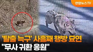 '탈출 늑구' 사흘째 행방 묘연…무사 귀환 응원 / 연합뉴스TV (YonhapnewsTV)