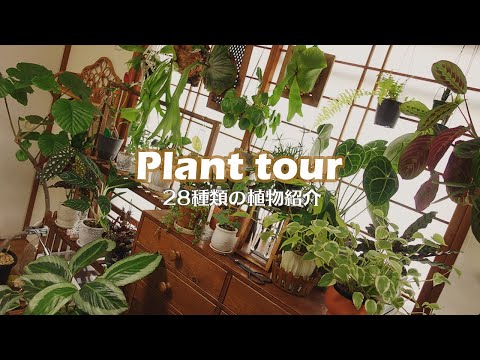 , title : '【Plant Tour】SUB │私が育てている28種類の植物たち│プラントツアー｜観葉植物🌿'