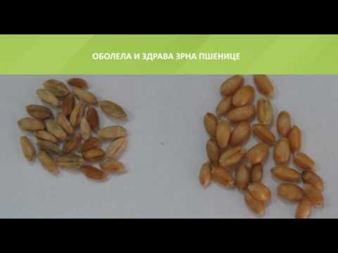 Zelena prognoza, 10.5.2017. - O očuvanju zdravstvenog stanja pšenice