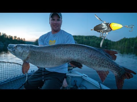 VIOLENT TOP WATER STRIKE! (Creeper/Crawler Musky Lure) ULTRA CLEAR WATER