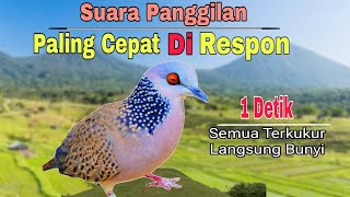 Download lagu Suara Tekukur Betina Memanggil Jantan🔥Semua Burung Langsung Bunyi @Terkukur mp3