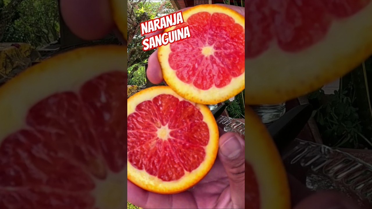 Did you know the Blood Orange? #fruits #orange #blood #oranges