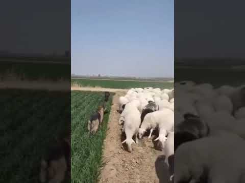 Sheep rearing by Trained Dogs