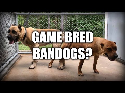 HOW TO MAKE A GAME BRED BANDOG - EXCLUSIVE INTERVIEW - LEE ROBINSON - AMERICAN SENTINEL K9