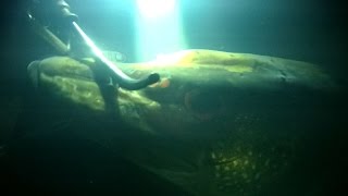 Отчеты о рыбалке на шушпанском водохранилище