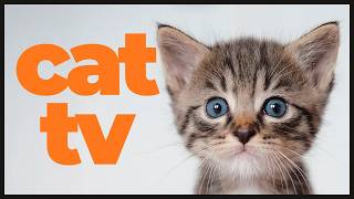 Cat TV: Relaxing Bird Watching & Nature Scenes 🐦🌿 | Perfect Entertainment for Indoor Cats