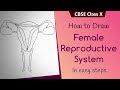 How to draw #Female reproductive system in easy steps |CBSE  10th Biology | ncert class 10th Science