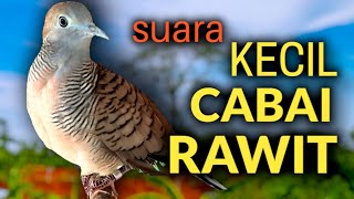 Download lagu Perkutut lokal gacor suara KECIL MELENGKING DI KUPING cocok untuk pancingan mp3