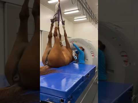 Horse check machine ) ( Smart horse show )#shorts (#short ) #animals #viral