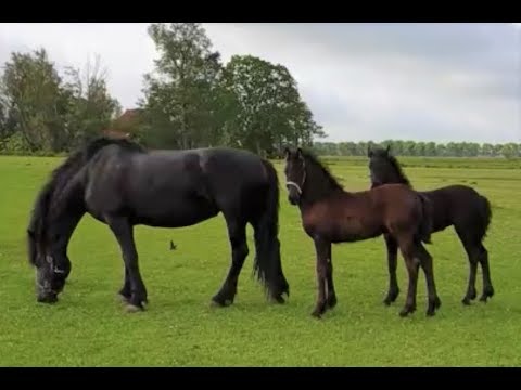 Amazing footage of Friesian horses releasing from the stable.