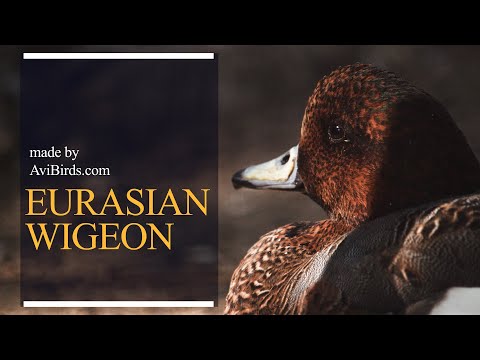 Eurasian Wigeon Mareca penelope — druhový portrét