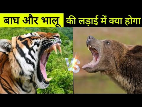Siberian Tiger vs Grizzly bear Fight in Hindi | कौन जीतेगा इस महायुद्ध में बाघ या भालू