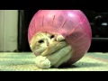 Un gatito en la bola de hámster