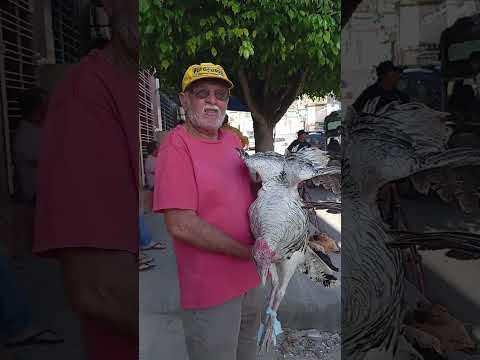 O preço do dois perú 500.00 reais na feira de Limoeiro-PE