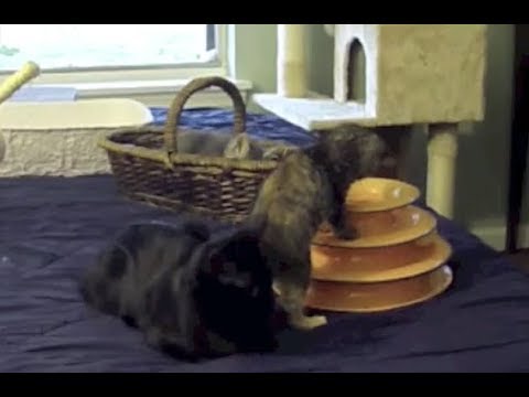 6/7 Week Old Kittens Play With Cat Tree & Toys  - Nanny Cam - Rescue Kittens Socialization
