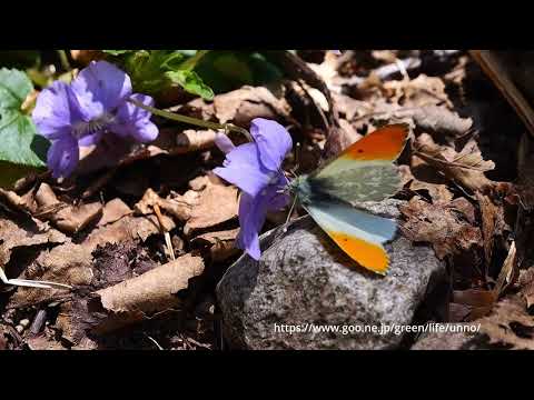 クモマツマキチョウの吸蜜飛翔