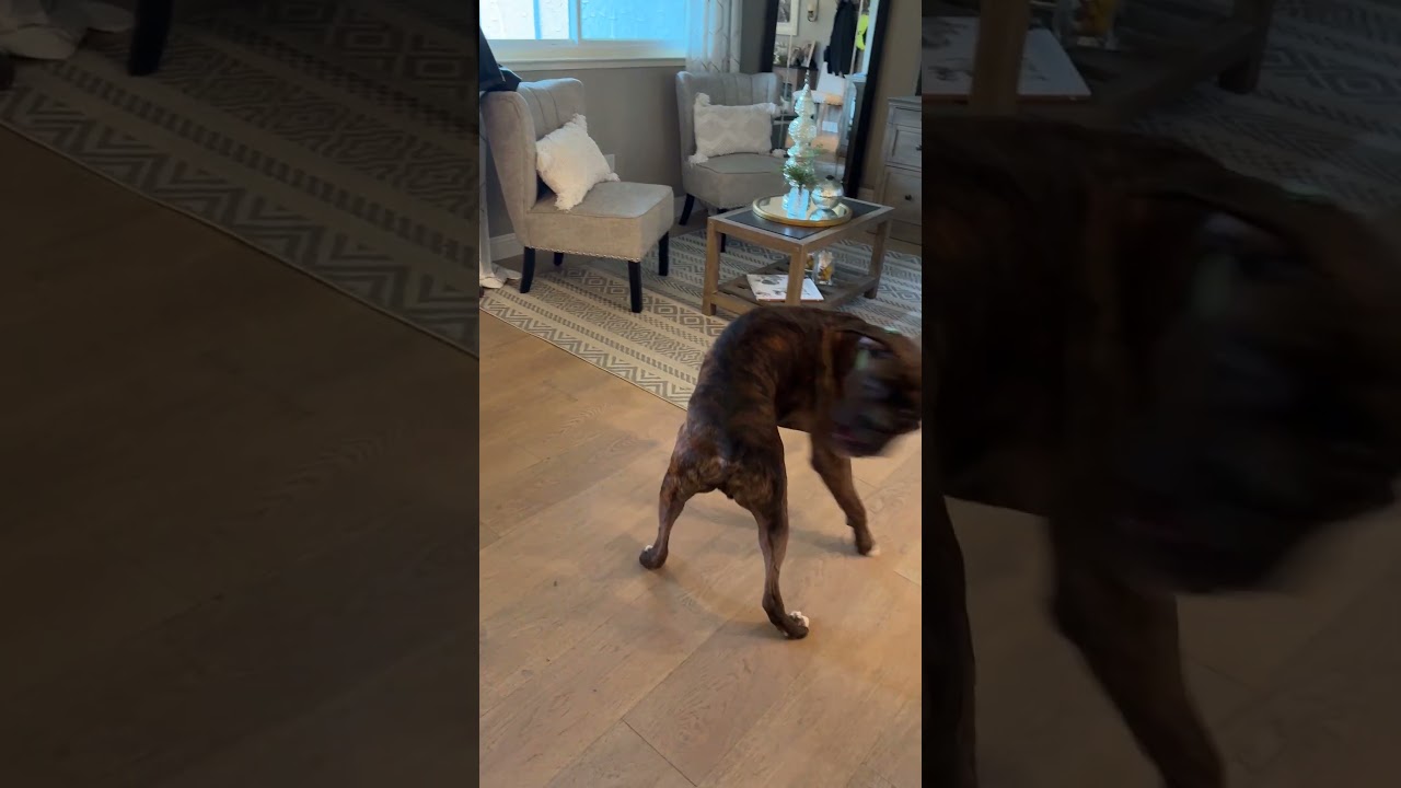 Enlarge Kalifa, a ADOPTABLE Boxer in Davis, CA video 6/6