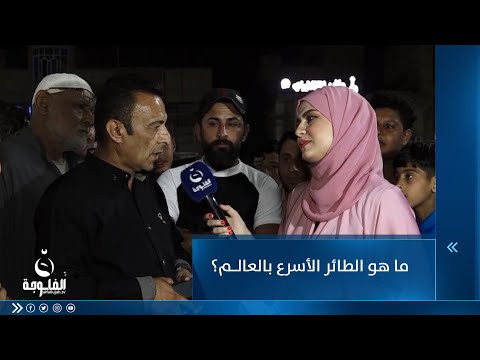 شاهد بالفيديو.. ما هو الطائر الأسرع بالعالم؟