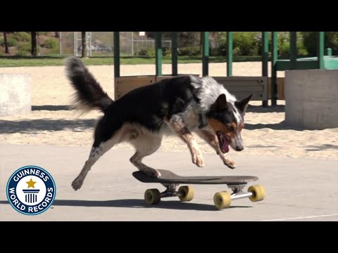 Jumpy the Dog's Newest Tricks