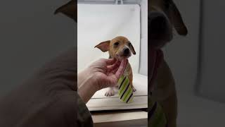 Video preview image #1 Chiweenie Puppy For Sale in Benton, LA, USA