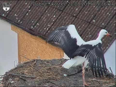 Dubne: Yes, I am going to fly, yes, yes, yes ... And weeeee, here I go ...  21 8 19