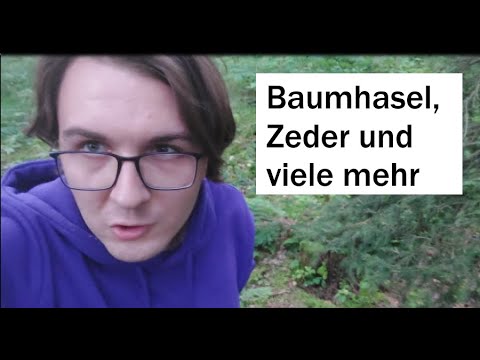 Erfahrungsbericht | Waldumbau mit Zukunftsbäumen