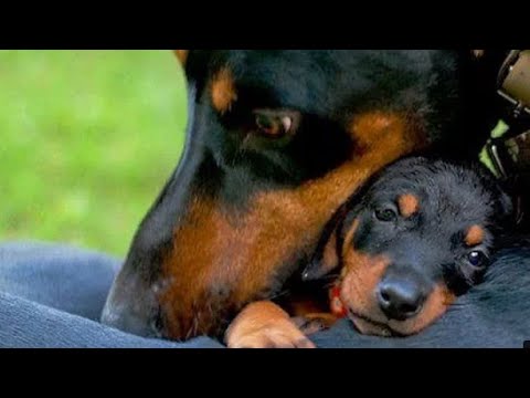 Dogs Dogi Dogs,village Doggy Kudrat Ka namuna Panch color wala dogs Discovery live