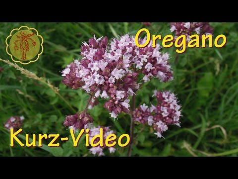Heilpflanze: Oregano - Kurz-Video