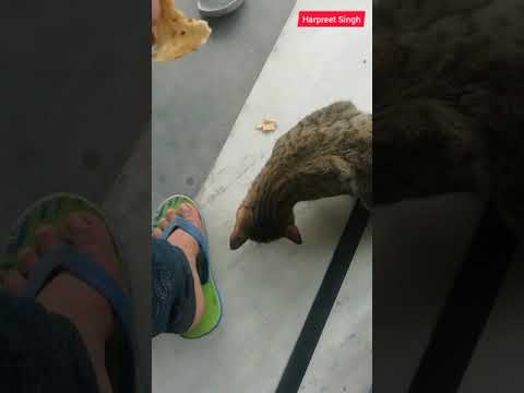 Loving cat i have ever seen. Love pets they dont worry ur rich or poor they only need ur love...