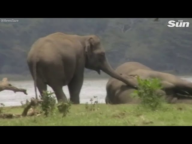 Elephant herd gather to pay final respects to dead leader