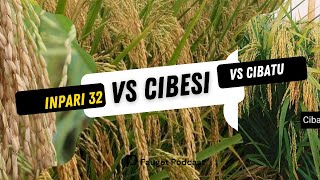 Download lagu Mana yang lebih unggul? Inpari 32 vs Cibatu vs Cibesi - Hasil akhir bikin kaget mp3 Download lagu Mana yang lebih unggul? Inpari 32 vs Cibatu vs Cibesi - Hasil akhir bikin kaget mp3
