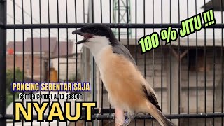 Download lagu cendet gacor FULL TOETAN super MEWAH,, PANCINGAN CENDET AGAR BUNYI bikin BURUNG PENTET GACOR NYAUT mp3