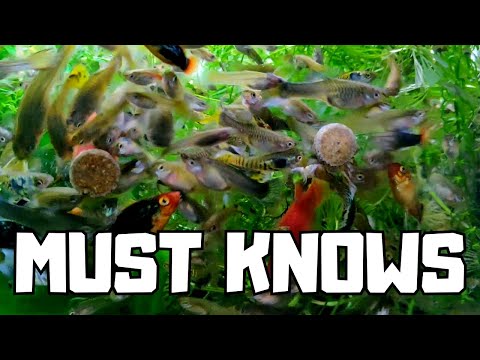 10 Things You MUST KNOW Before Buying a Guppy OR Endler! (CARE GUIDE)