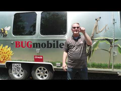 BUGmobile (Daytime Columbus)