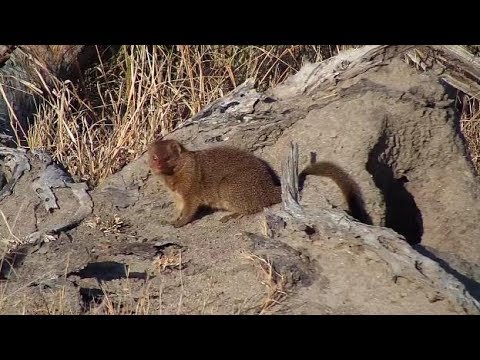 Djuma  Slender Mongoose - 07:55 - 06/15/19