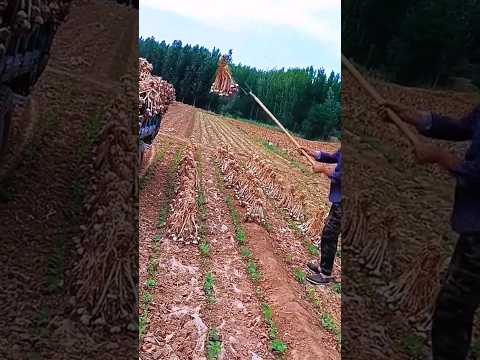 Modren Farming #shorts #agriculture #farming2024 #youngfarmers #EliteShortsUnleashed #2281