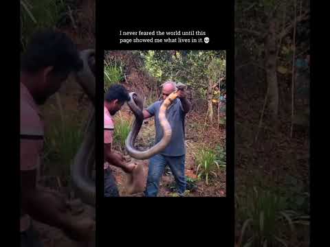 I never feared the world until this page showed me what lives in it.❤️‍🩹