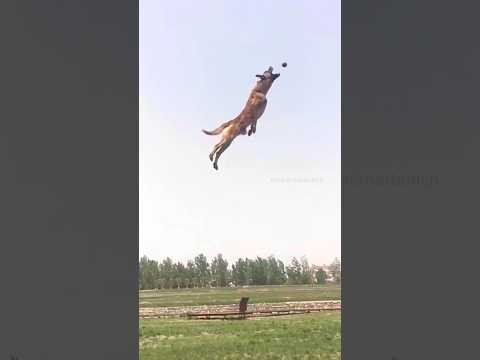 My Bernese Mountain Dog vs A Malinois😂 | #bernesemountaindog #belgianmalinois #funnydogvideos