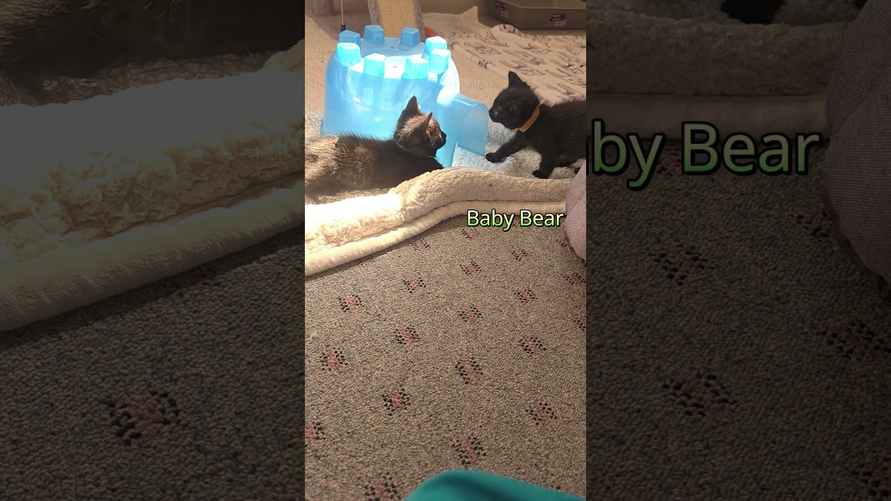 Enlarge Crunchkin, a Adoptable Domestic Short Hair in Macomb Twp, MI video 2/3